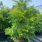 Metasequoia glyptostroboides Chubby Dwarf Dawn Redwood