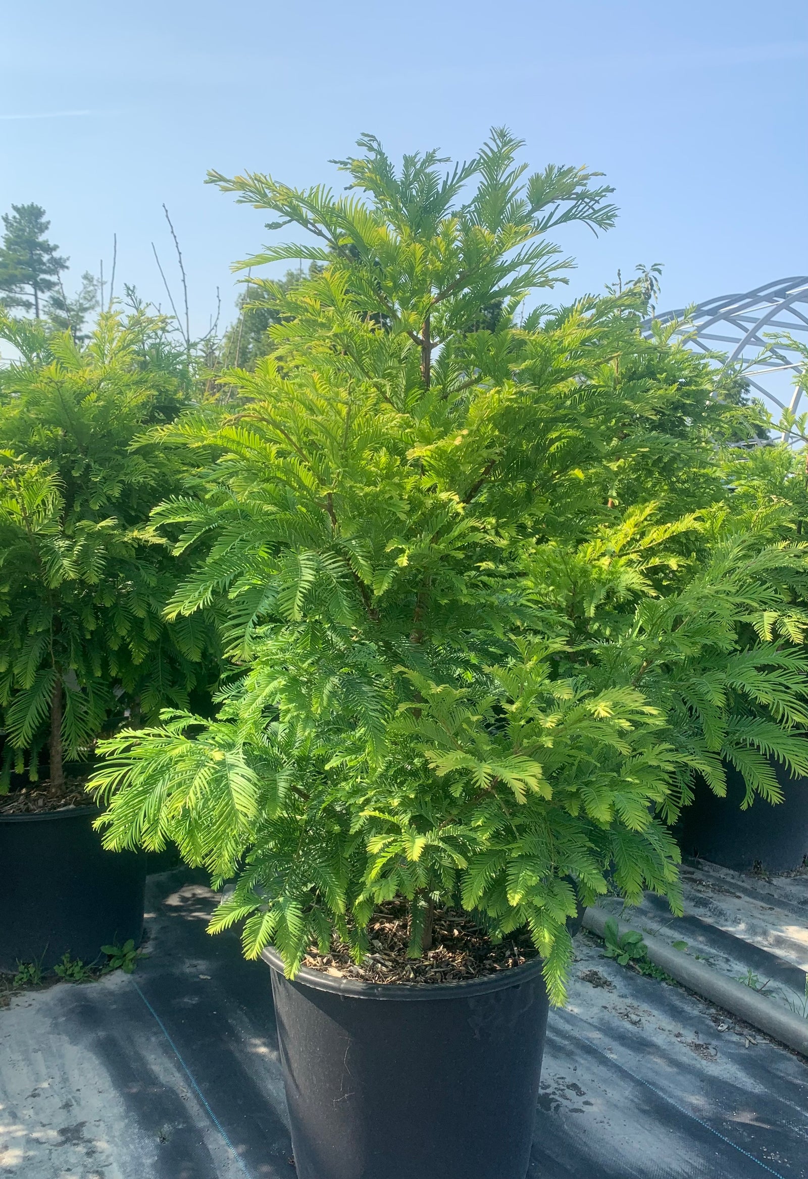 Metasequoia glyptostroboides Chubby Dwarf Dawn Redwood