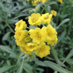 Alyssum montanum Mountain Gold Berggold Mountain Gold Alyssum