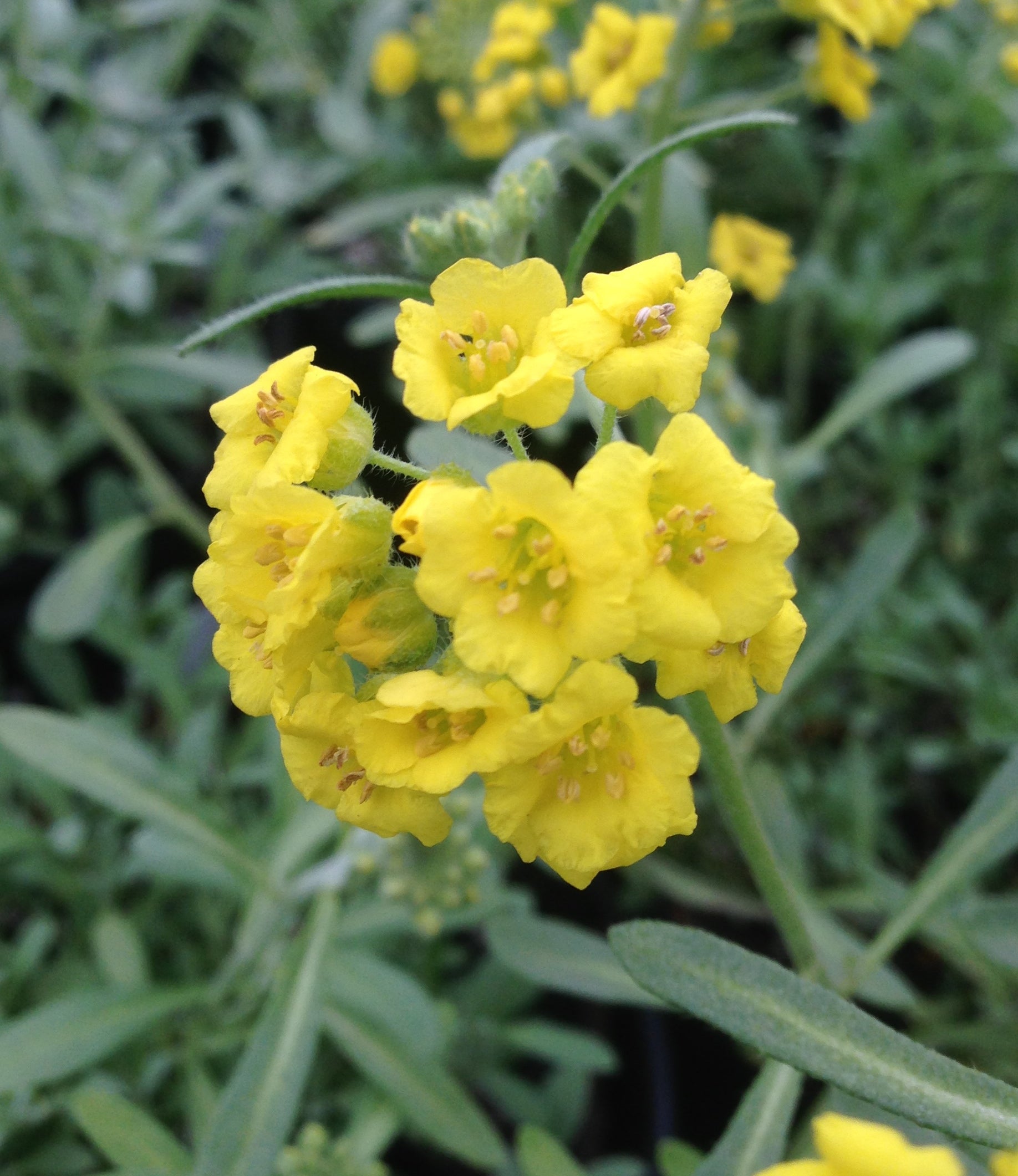 Alyssum montanum Mountain Gold Berggold Mountain Gold Alyssum