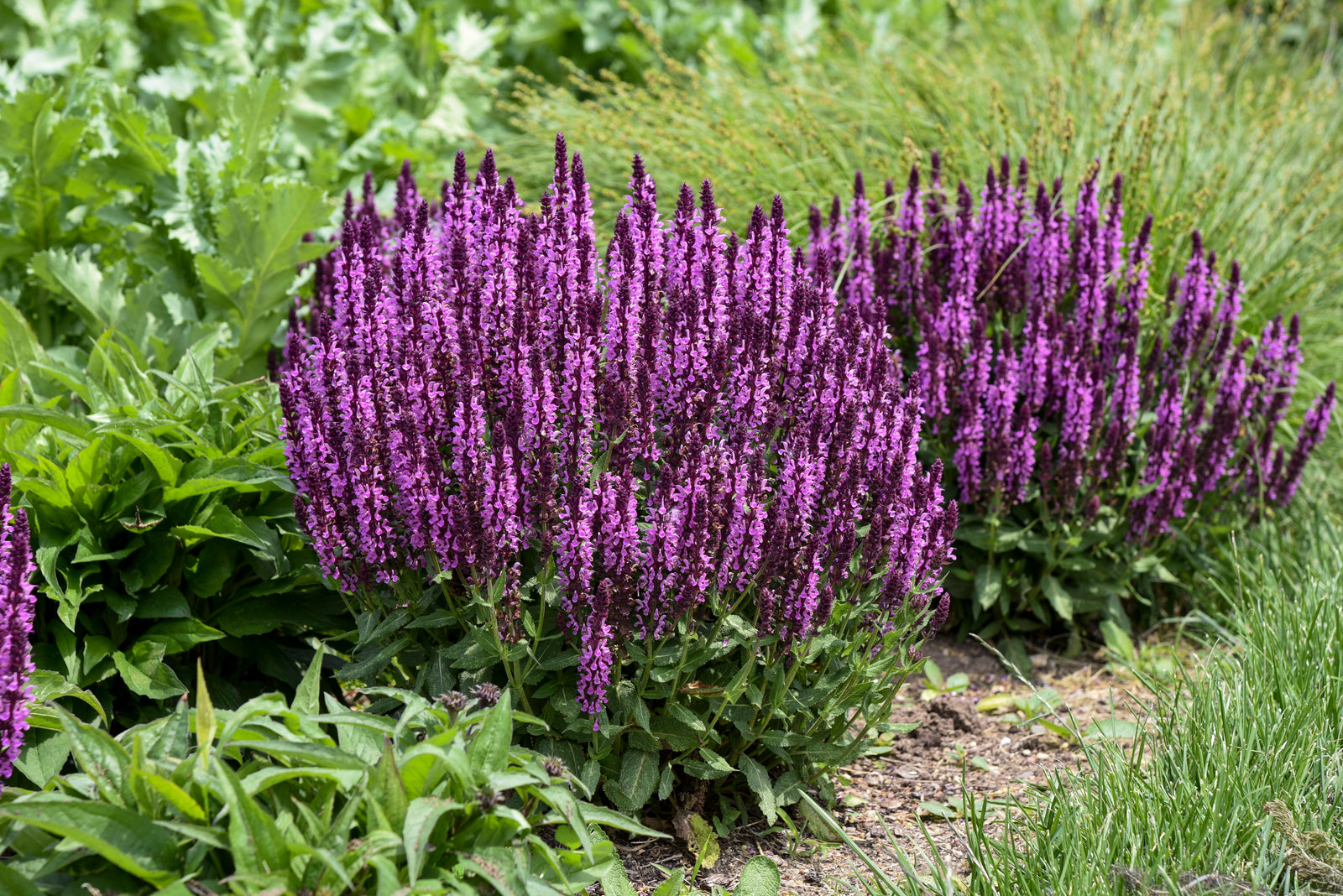 Salvia nemorosa Pink Profusion PP31435 CPBRAF Pink Profusion Salvia