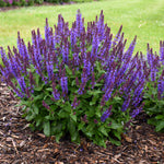 Salvia nemorosa Violet Profusion PP31467 CPBRAF Violet Profusion Salvia