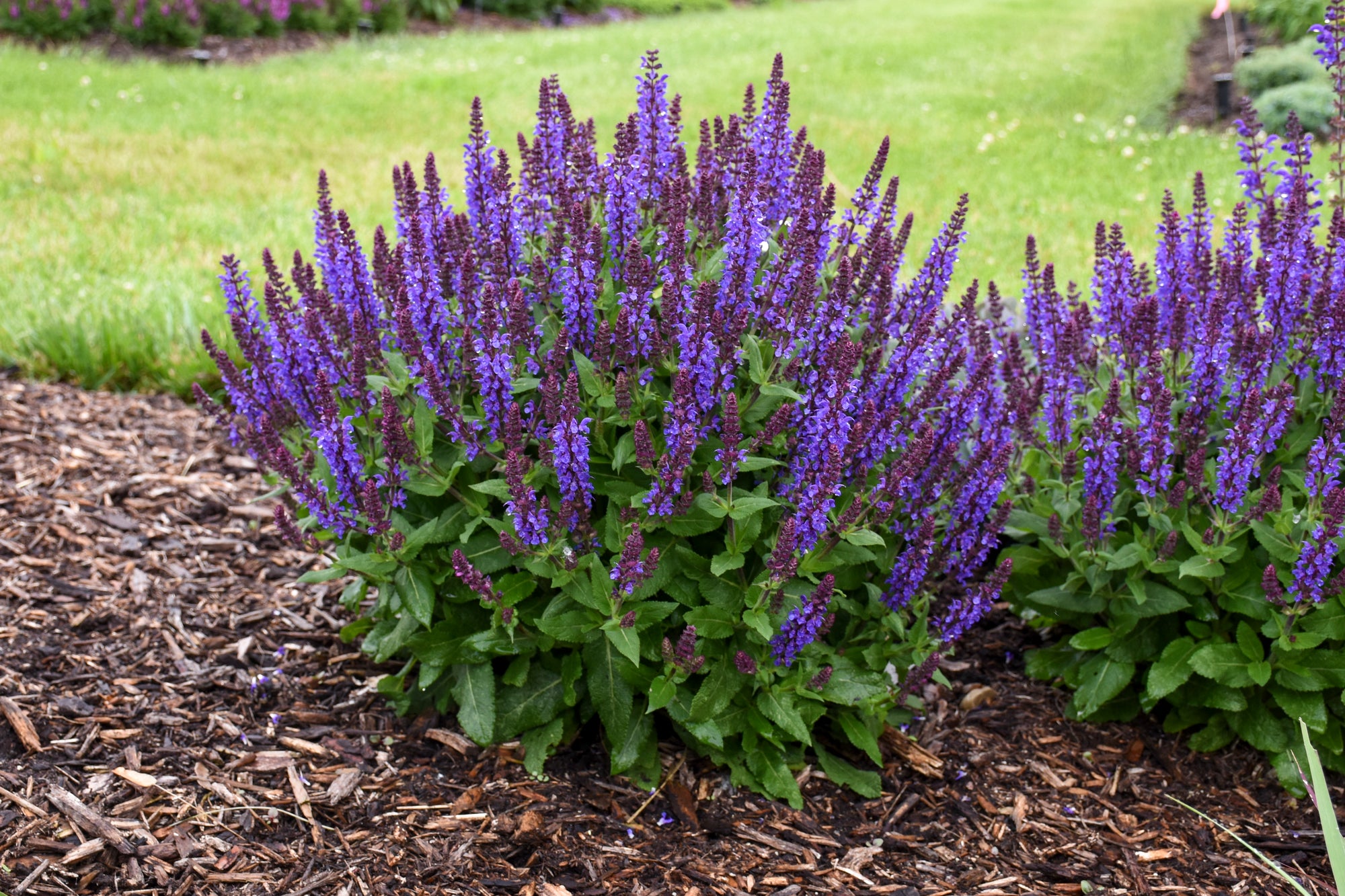 Salvia nemorosa Violet Profusion PP31467 CPBRAF Violet Profusion Salvia