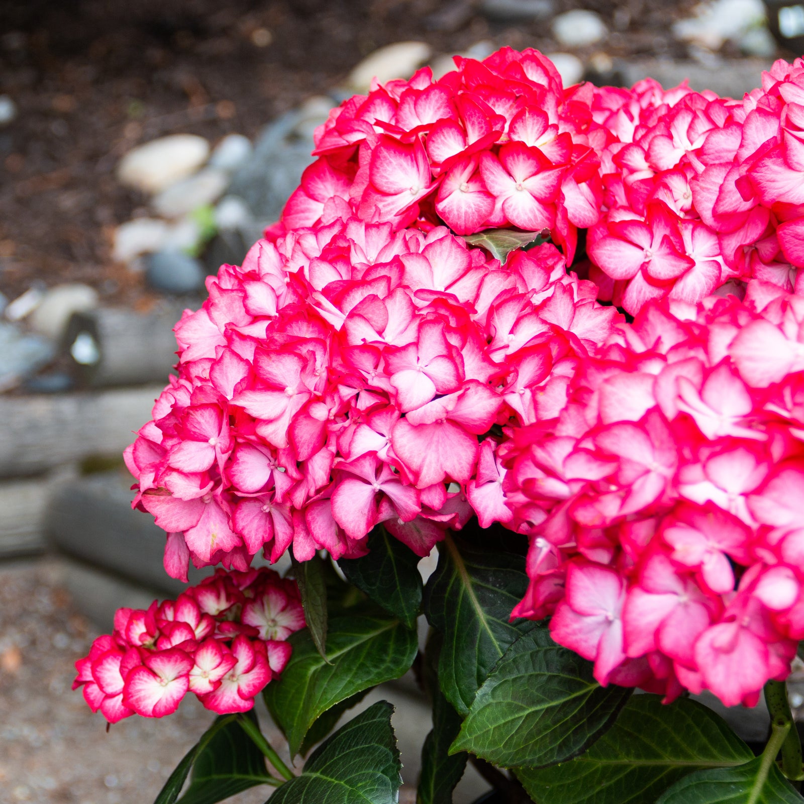 Hydrangea macrophylla Kimono Hokomabebos PPAF,CPBRAF Kimono Bigleaf Hydrangea