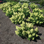 Hydrangea paniculata Dragon Baby HYLVI7522 USPPAF, CPBRAF Dragon Baby Hydrangea