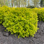 Spiraea japonica Pineapple Fizz Golden select USPPAF, CPBRAF Pineapple Fizz Spirea