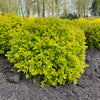 Spiraea japonica Pineapple Poprocks Golden select USPPAF, CPBRAF Pineapple Poprocks Spirea