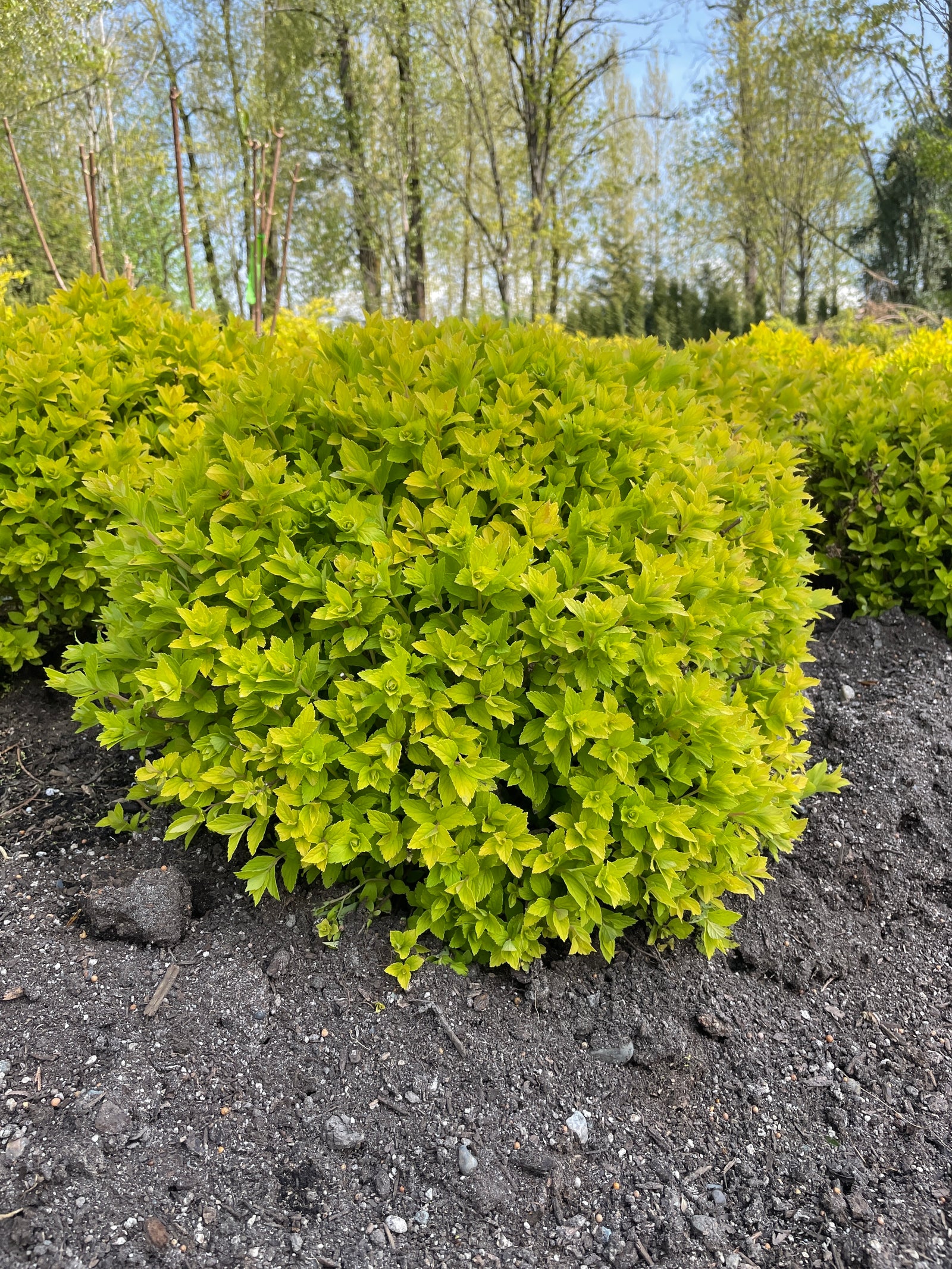 Spiraea japonica Pineapple Poprocks Golden select USPPAF, CPBRAF Pineapple Poprocks Spirea