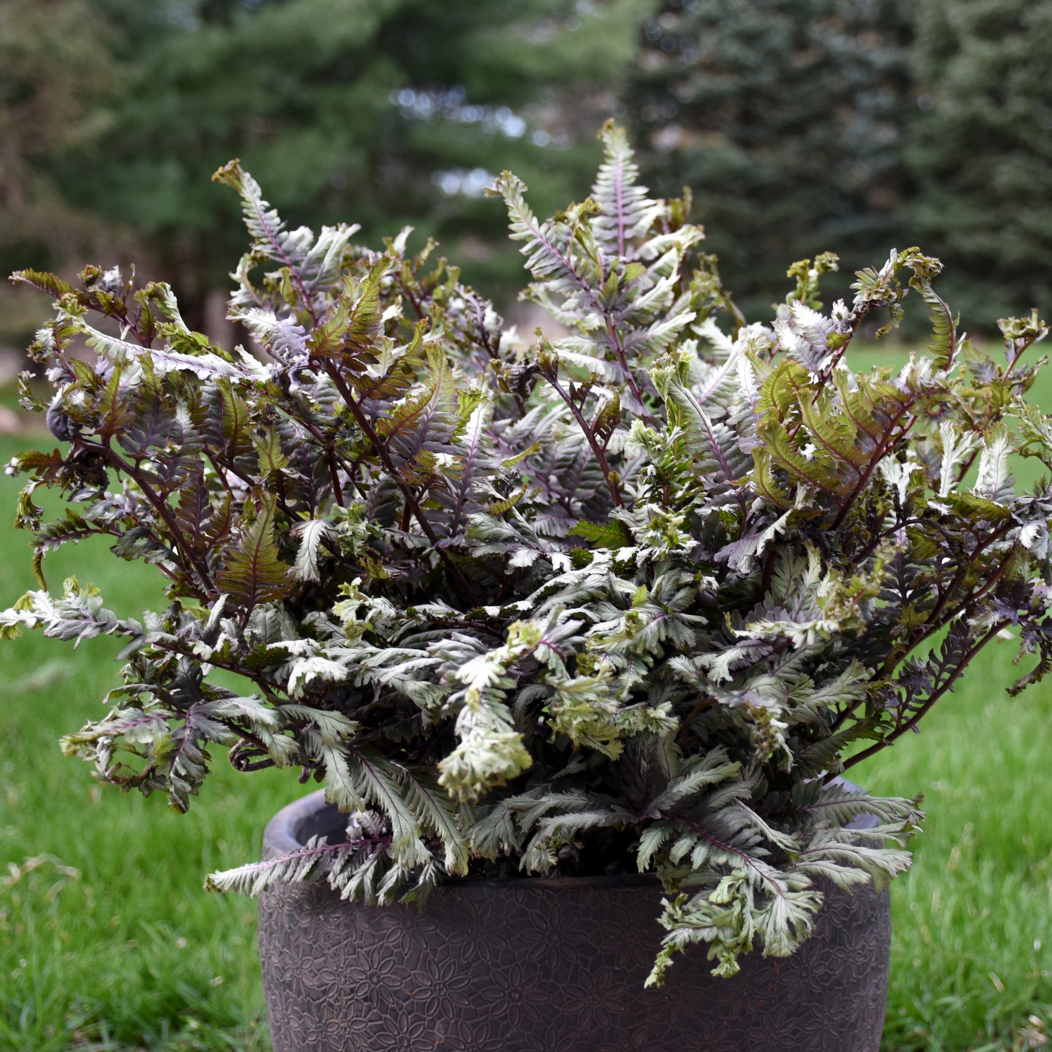 Athyrium niponicum Crested Surf USPP 33,057, Can PBRAF Japanese Painted Fern