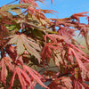 Acer palmatum Ariadne Ariadne Japanese Maple