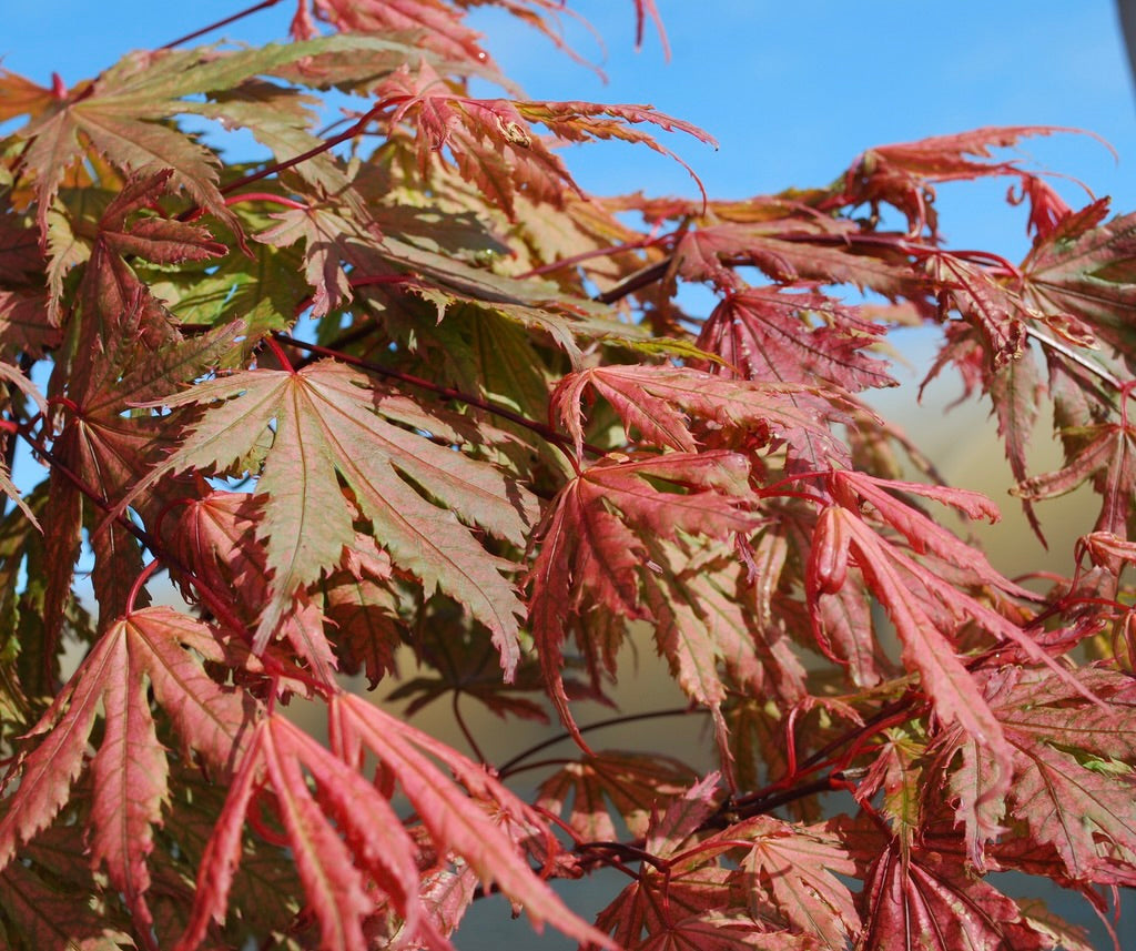 Acer palmatum Ariadne Ariadne Japanese Maple