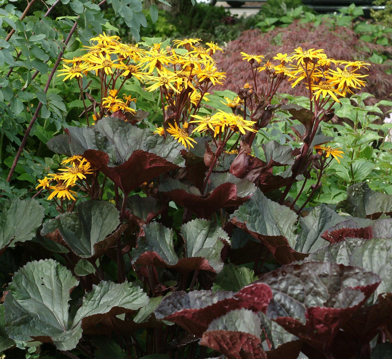 Ligularia dentata Britt Marie Crawford PP16113 Bigleaf Ligularia