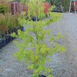 Acer palmatum Fascination Fascination Japanese Maple