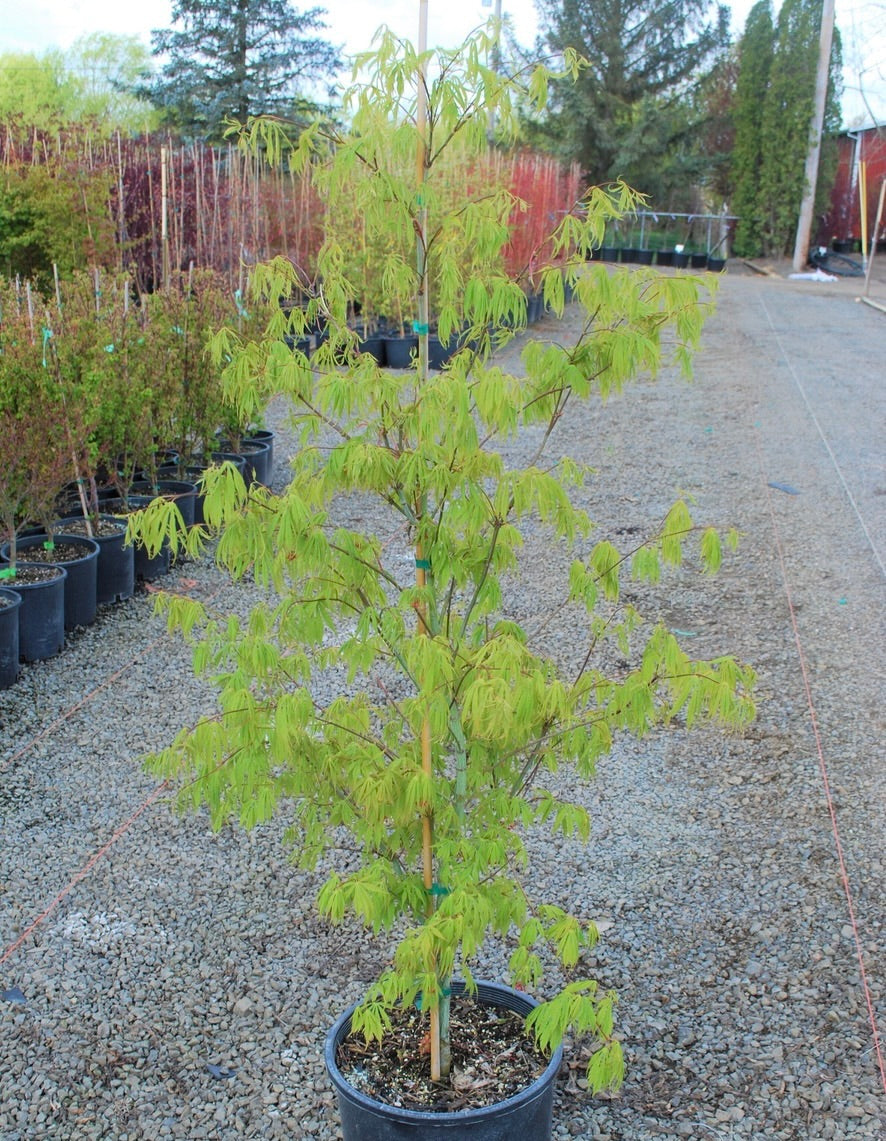 Acer palmatum Fascination Fascination Japanese Maple