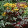 Ligularia dentata Desdemona Bigleaf Ligularia