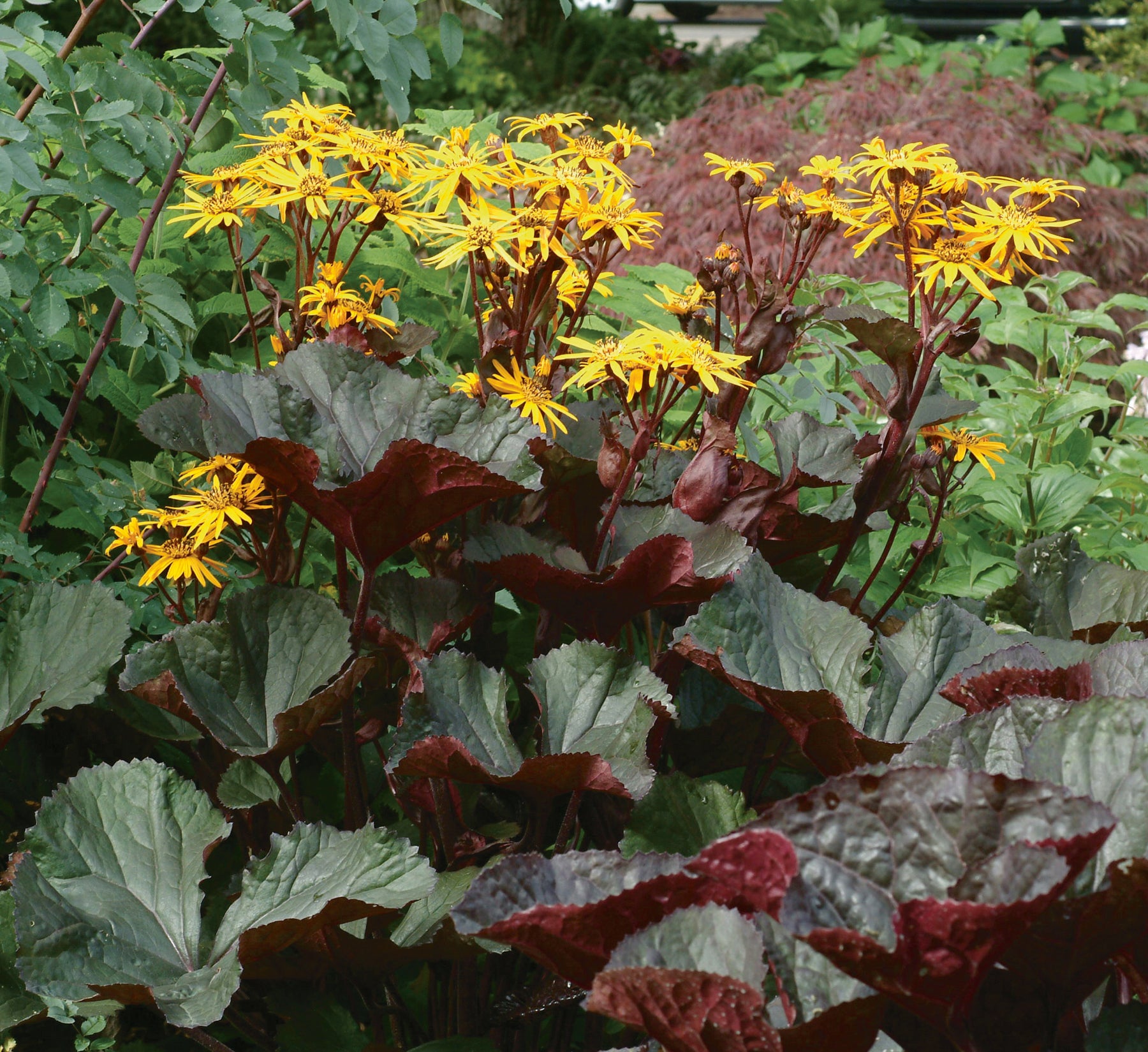 Ligularia dentata Desdemona Bigleaf Ligularia