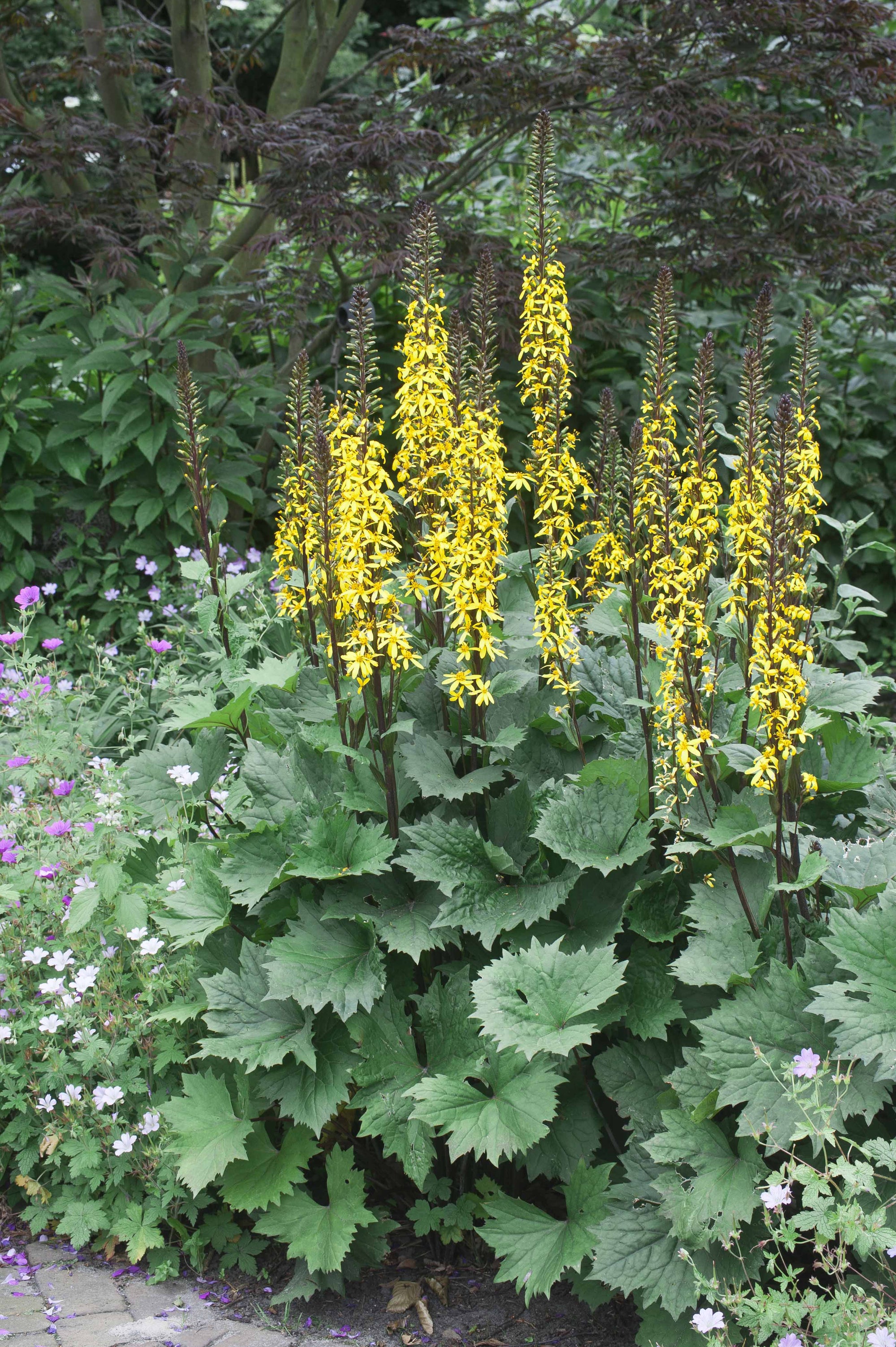 Ligularia x Little Rocket PP14621, CPBR2400 Dwarf Ligularia