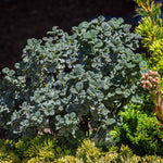 Salix boydii Boyd's Dwarf Willow