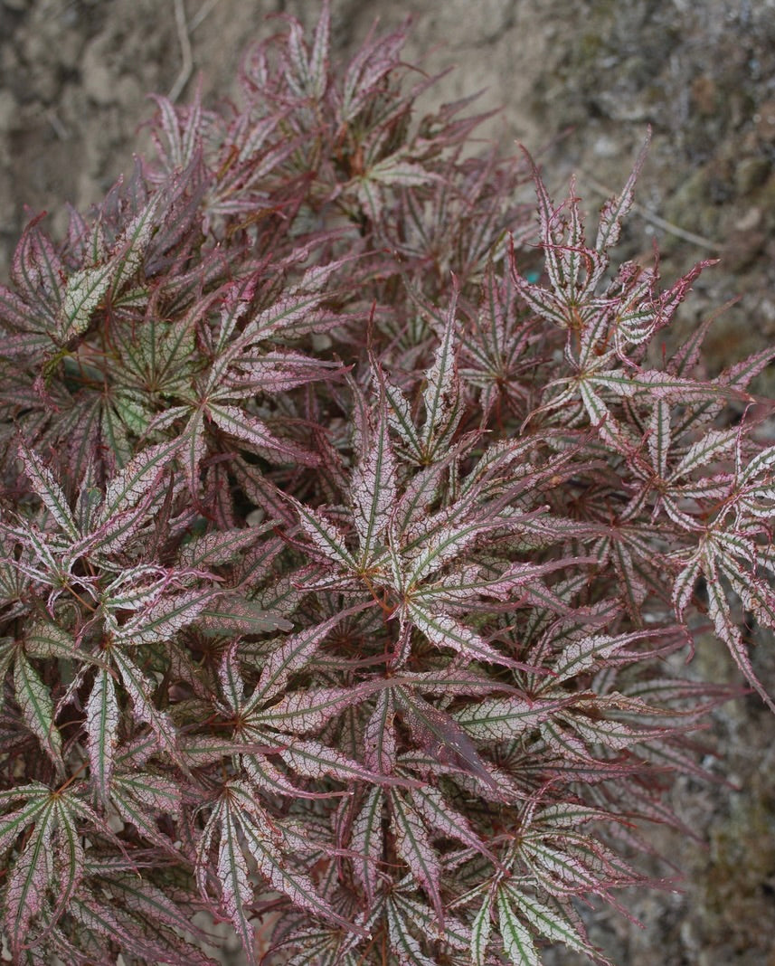 Acer palmatum Mikazuki Mikazuki Japanese Maple