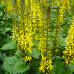 Ligularia stenocephala The Rocket Golden Ray