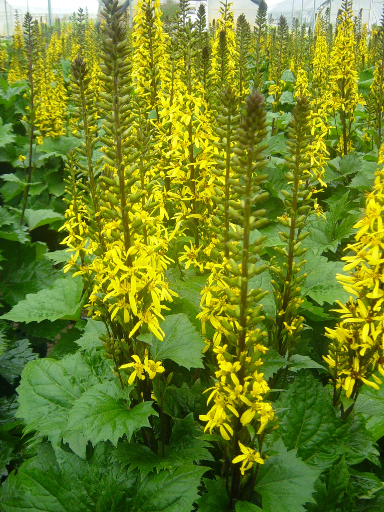 Ligularia stenocephala The Rocket Golden Ray