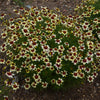 Coreopsis verticillata Red Hot Vanilla PP30909 Threadleaf Coreopsis