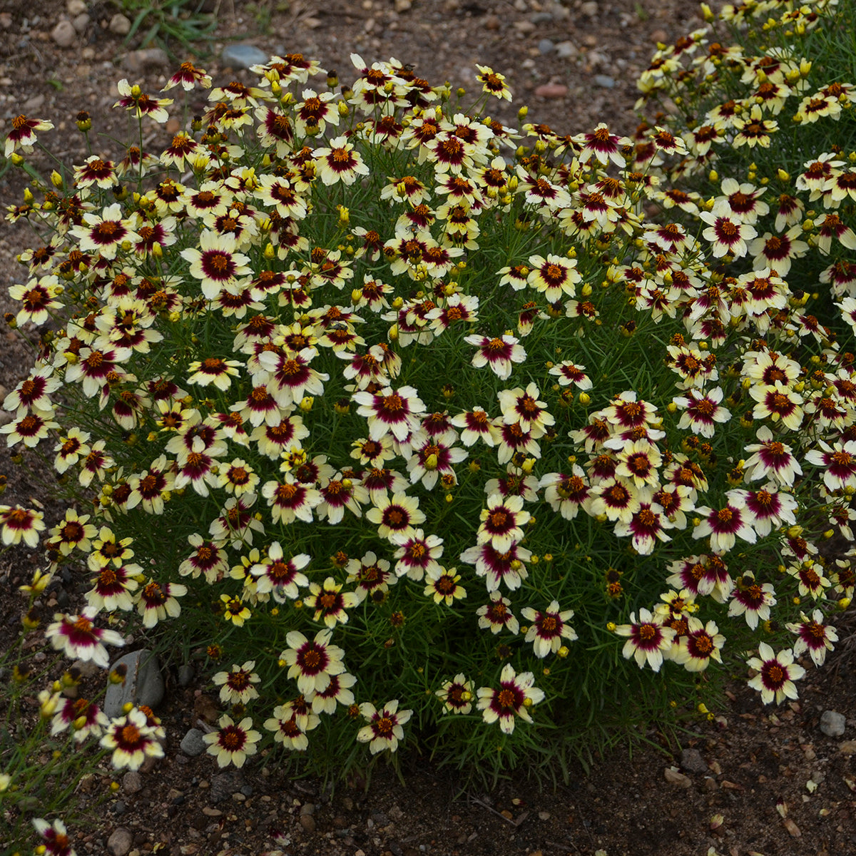 Coreopsis verticillata Red Hot Vanilla PP30909 Threadleaf Coreopsis