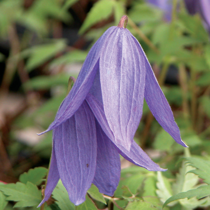 Clematis Frances Rivis Frances Rivis Clematis