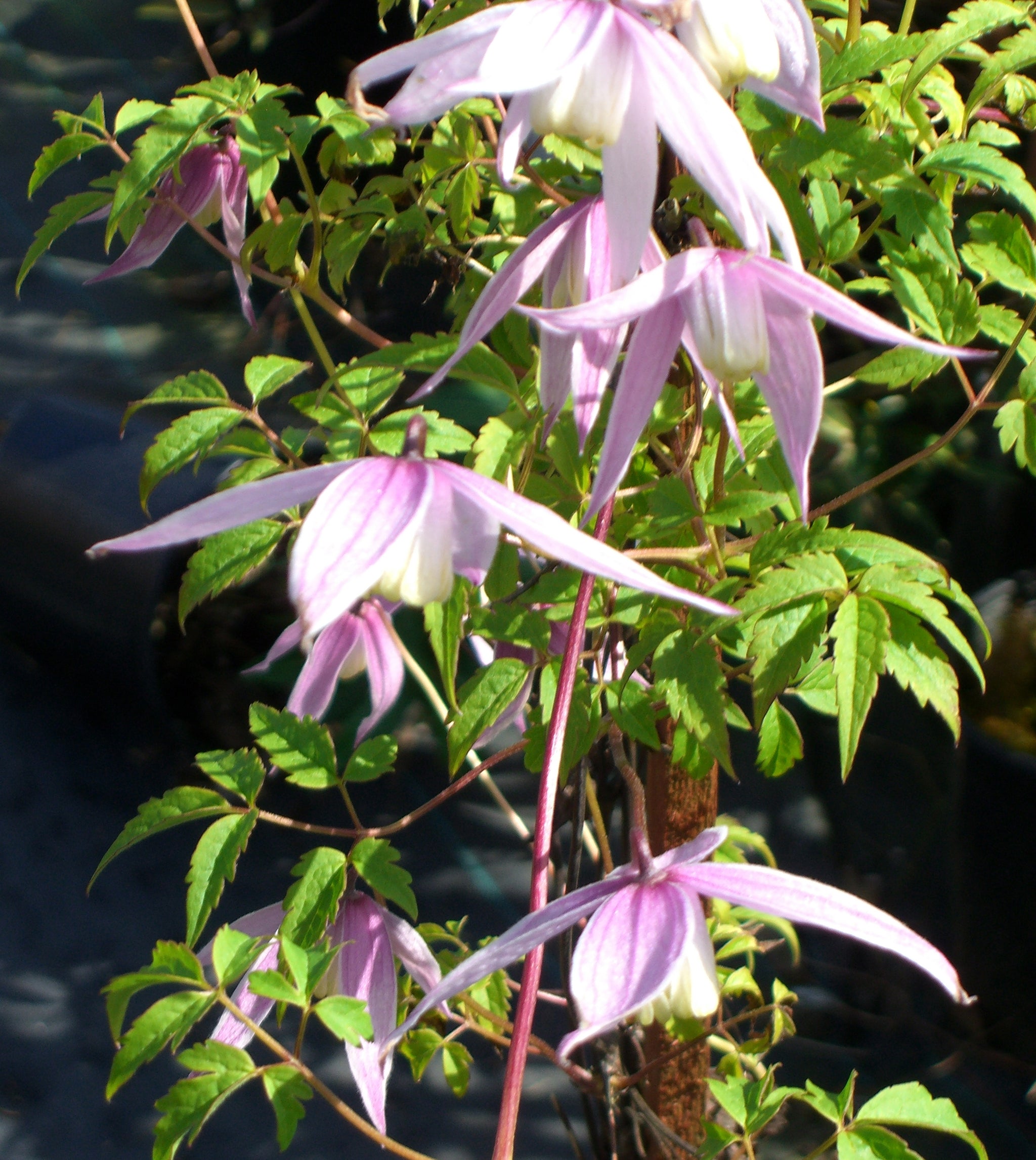 Clematis Willy Willy Alpine Clematis