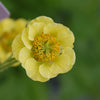 Geum x Banana Daiquiri PP 25,351 Banana Daiquiri Avens