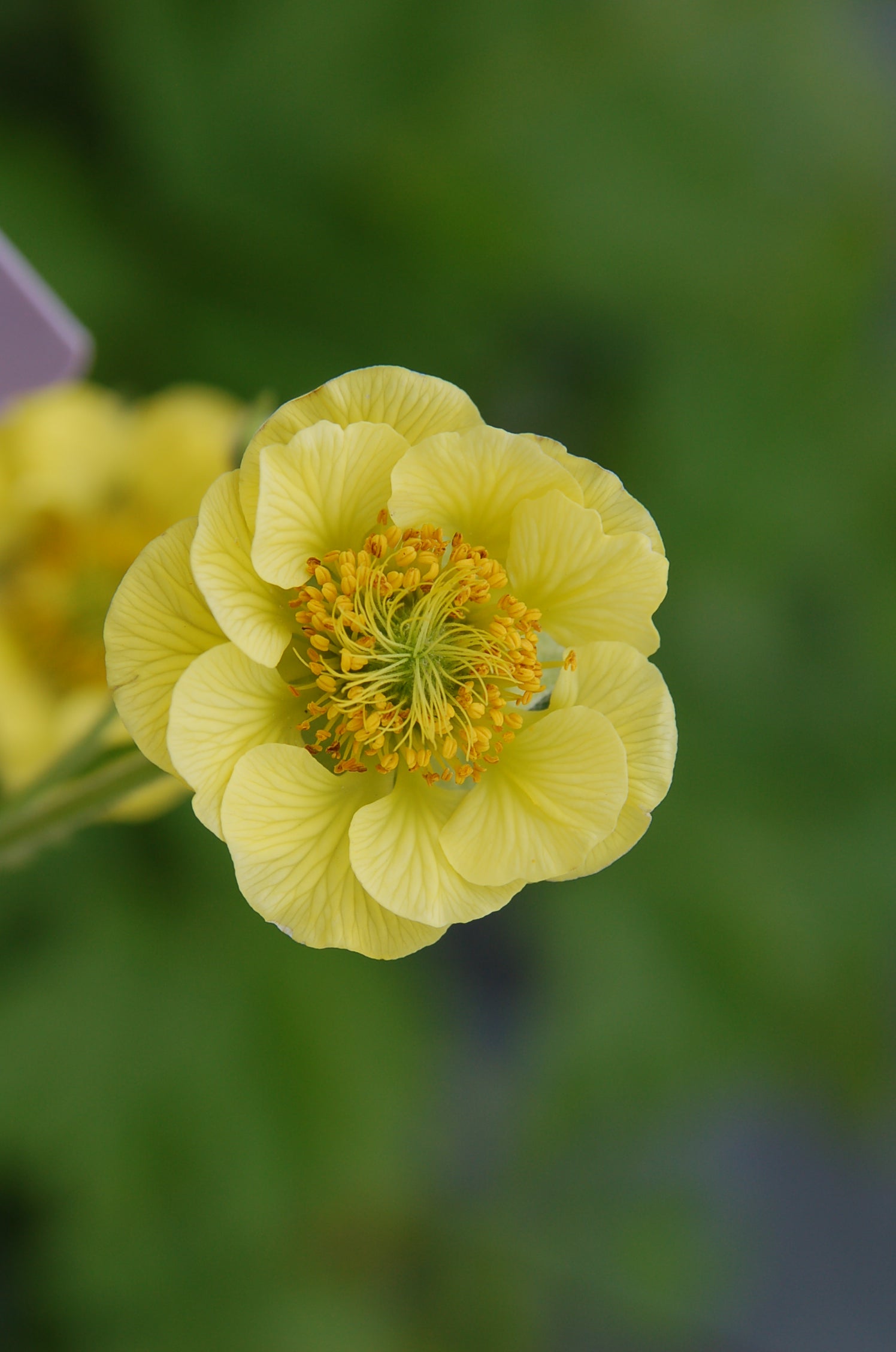 Geum x Banana Daiquiri PP 25,351 Banana Daiquiri Avens