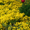 Alyssum saxatile Compacta Basket of Gold