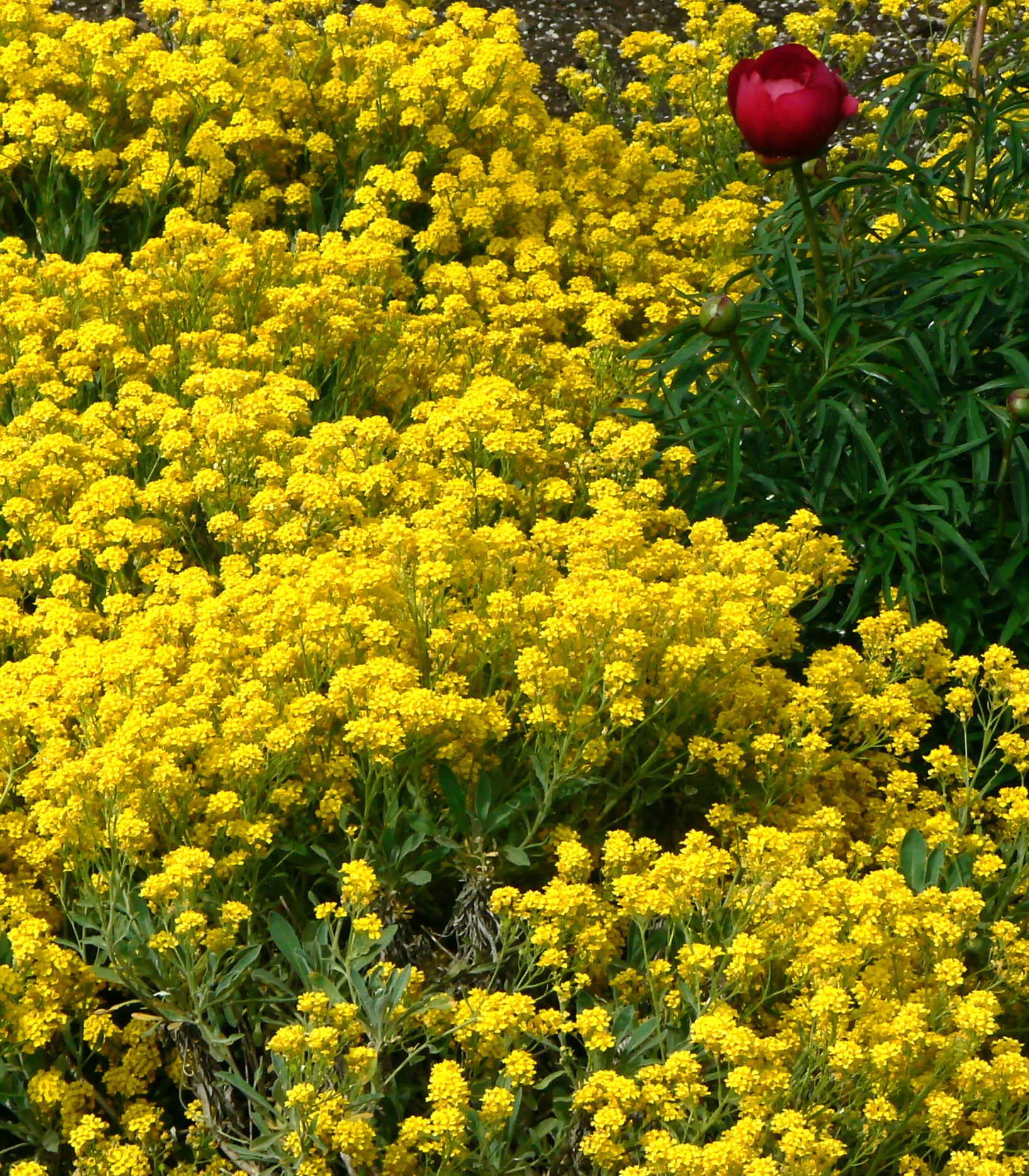 Alyssum saxatile Compacta Basket of Gold