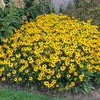 Rudbeckia American Gold Rush PP28498 CPBRAF American Gold Rush