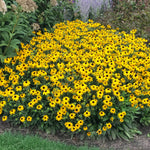 Rudbeckia fulgida American Gold Rush PP28498 CPBRAF American Gold Rush