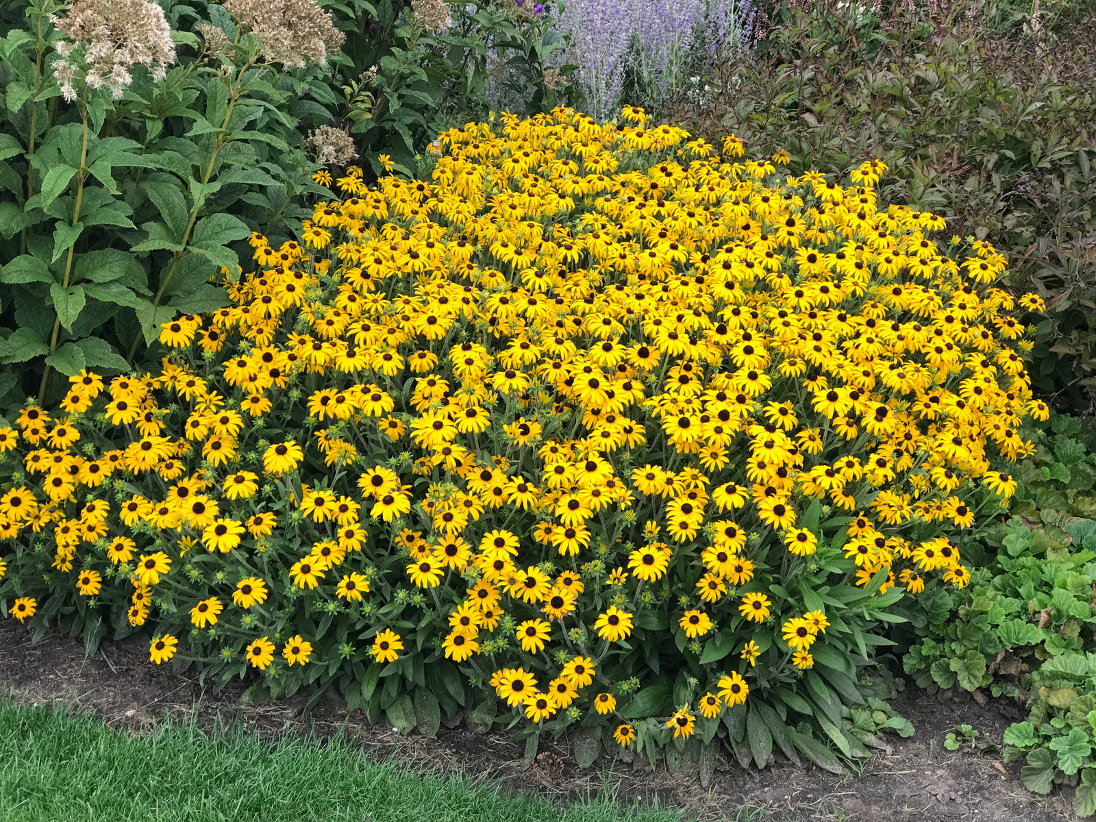 Rudbeckia fulgida American Gold Rush PP28498 CPBRAF American Gold Rush