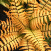 Dryopteris wallichiana Jurassic Gold Hollasic Jurassic Gold Wood Fern