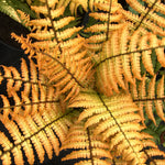 Dryopteris wallichiana Jurassic Gold Hollasic Jurassic Gold Wood Fern