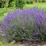 Lavandula angustifolia Imperial Gem English Lavender