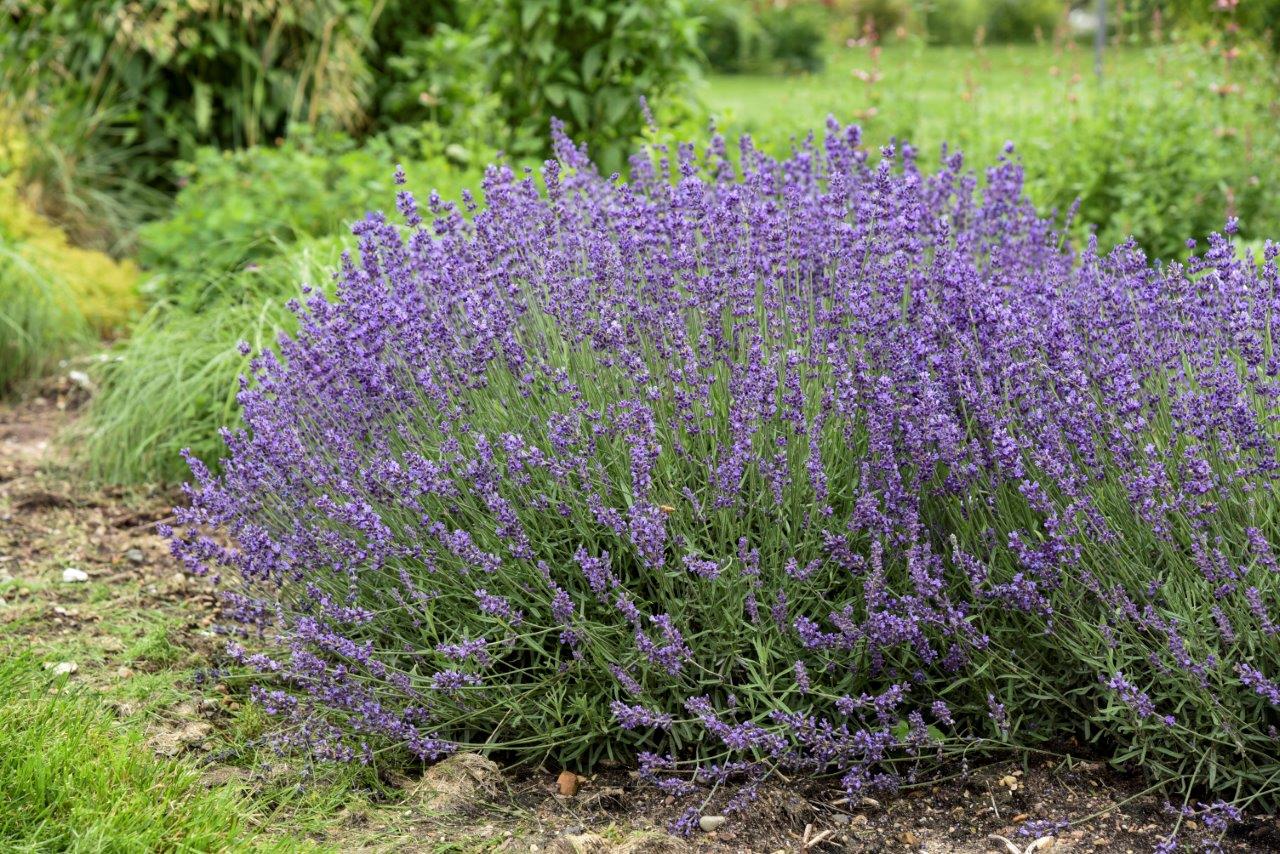 Lavandula angustifolia Imperial Gem English Lavender