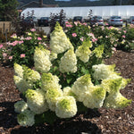 Hydrangea paniculata Moonrock Kolmakilima PP29853, CPBR5853 Moonrock Hydrangea