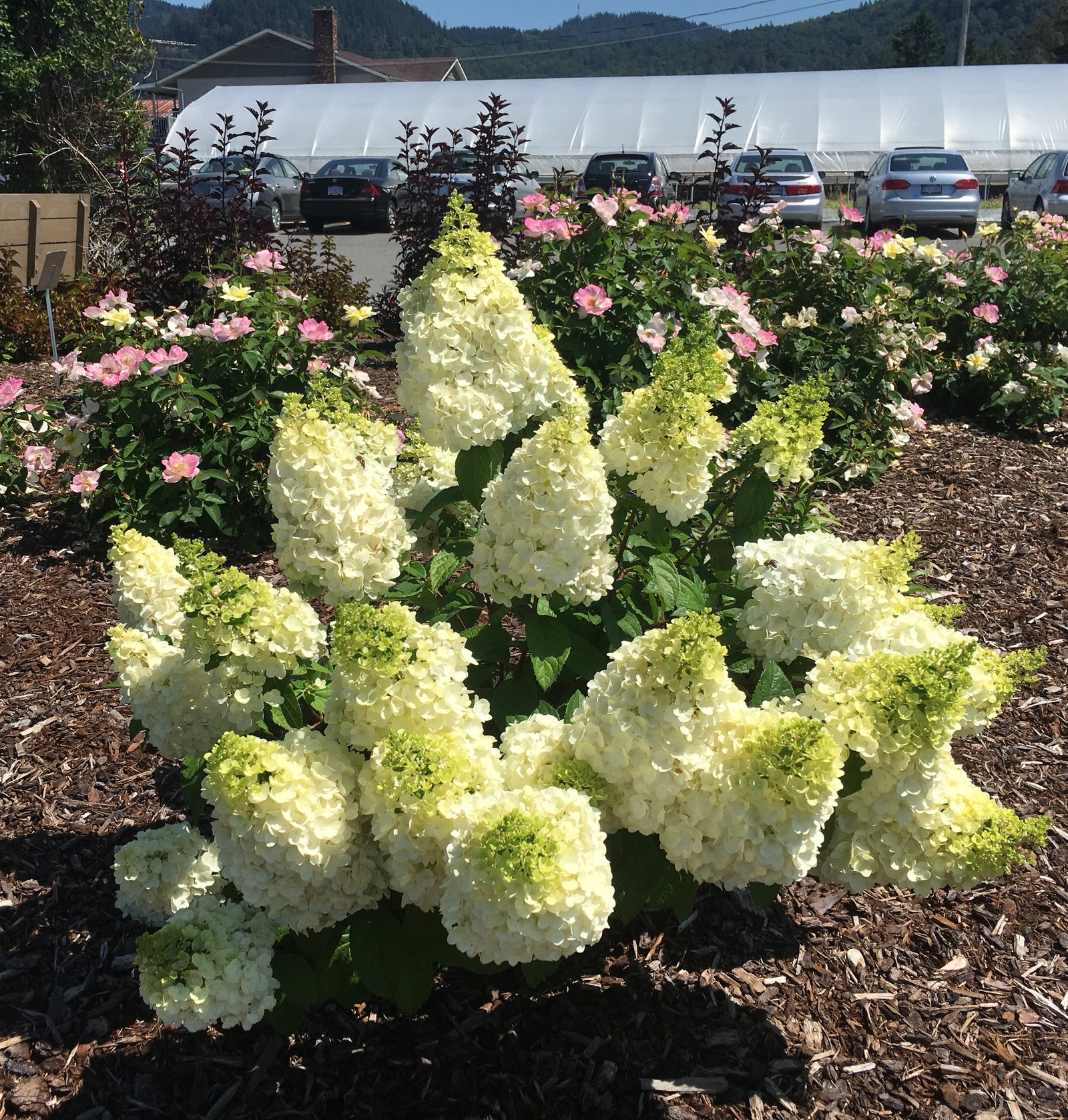 Hydrangea paniculata Moonrock Kolmakilima PP29853, CPBR5853 Moonrock Hydrangea