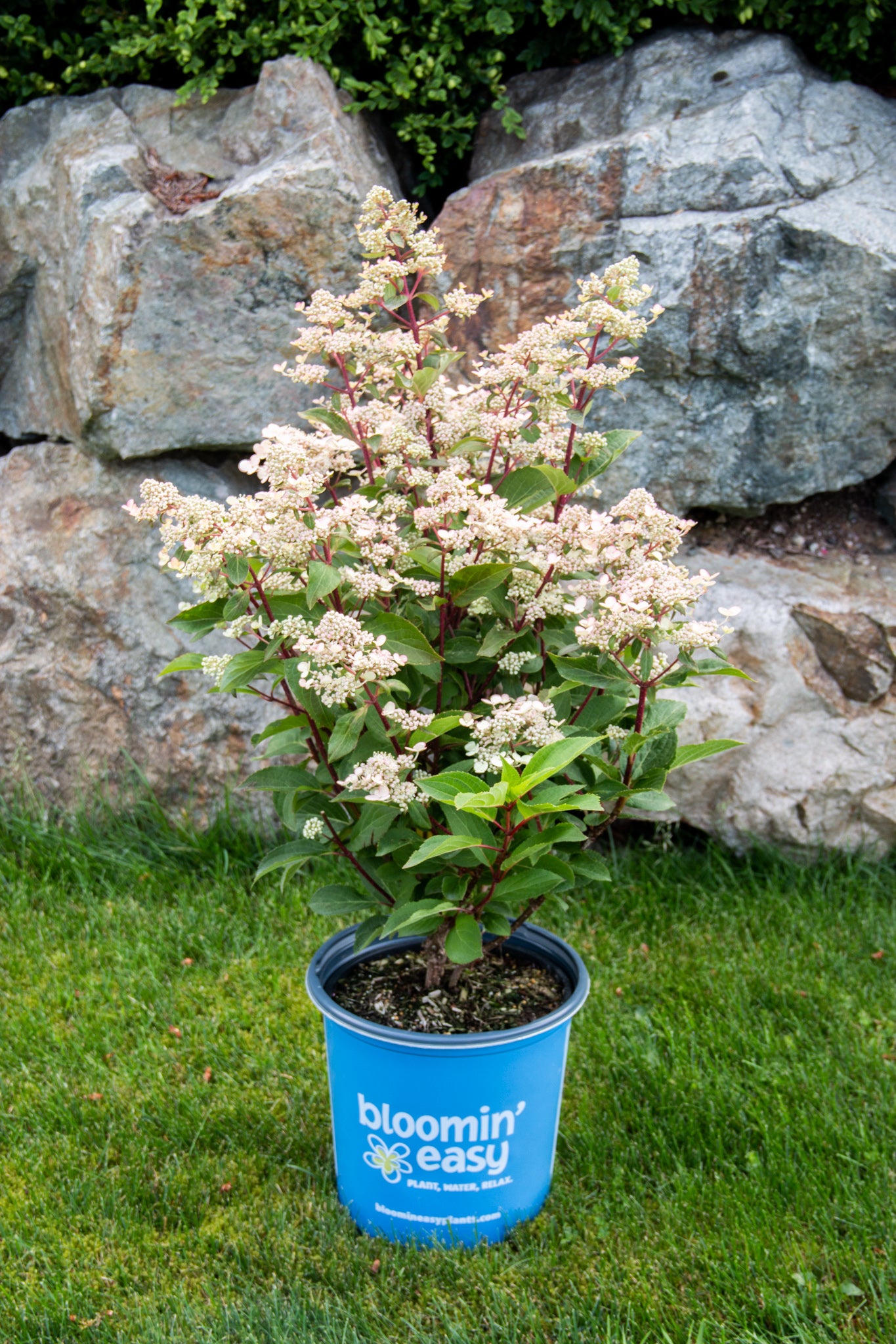 Torch™ Hydrangea – GardenTap