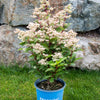 Hydrangea paniculata Torch HPOPR018 PP32,972 Torch Hydrangea