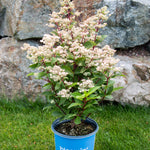 Hydrangea paniculata Torch HPOPR018 PP32,972 Torch Hydrangea