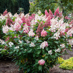 Hydrangea paniculata Candelabra Hpopr013 Candelabra Hydrangea