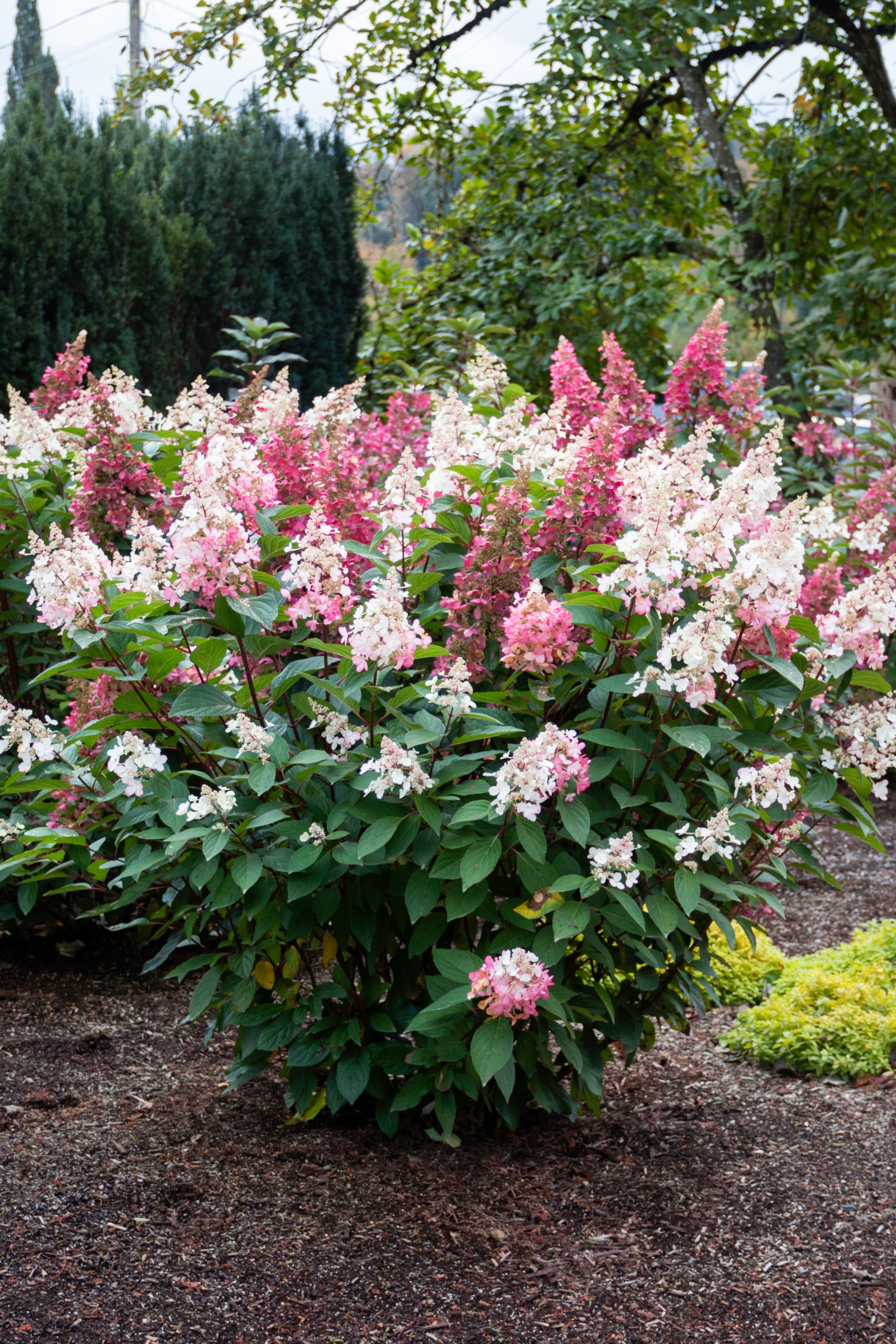 Hydrangea paniculata Candelabra Hpopr013 Candelabra Hydrangea