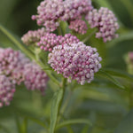 Asclepias incarnata Cinderella Cinderella Swamp Milkweed