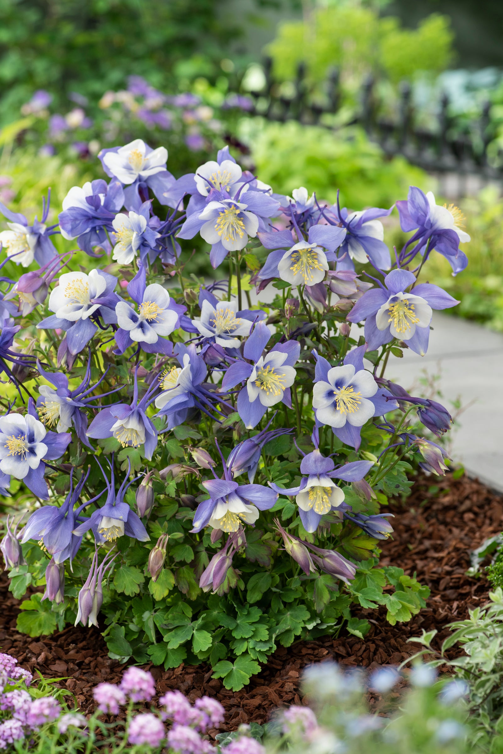 Aquilegia x Earlybird Blue and White Columbine