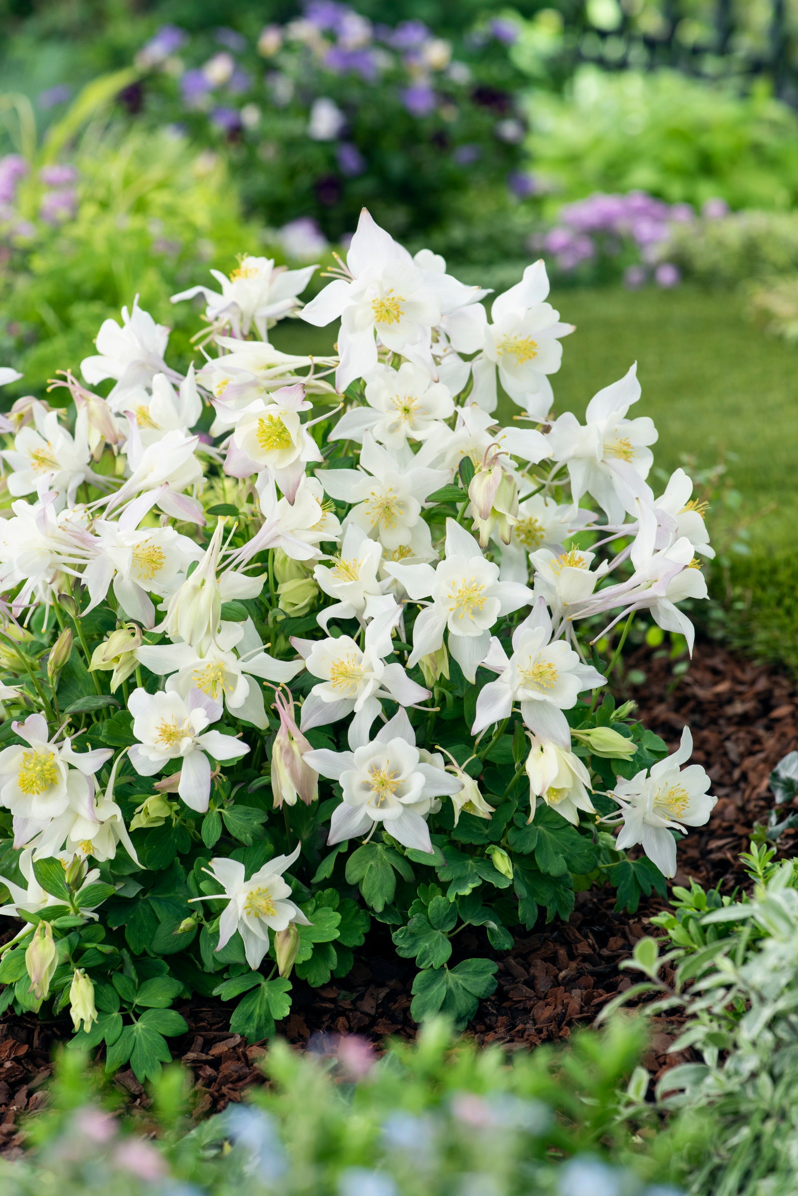 Aquilegia x Earlybird White White Columbine